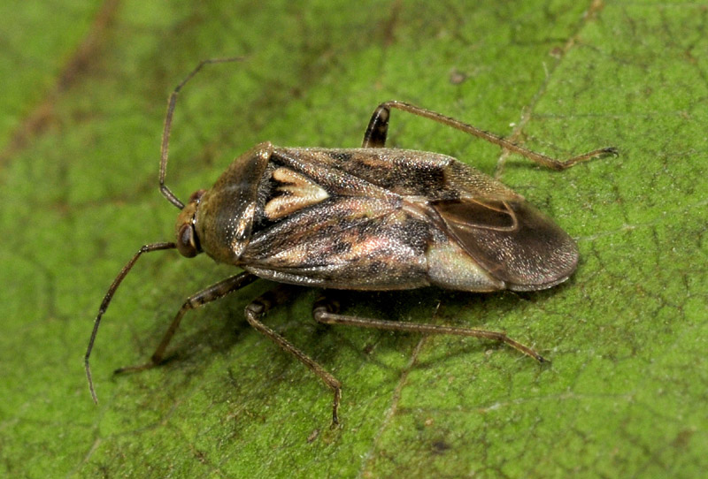 Miridae: Lygus rugulipennis e Pinalitus cervinus